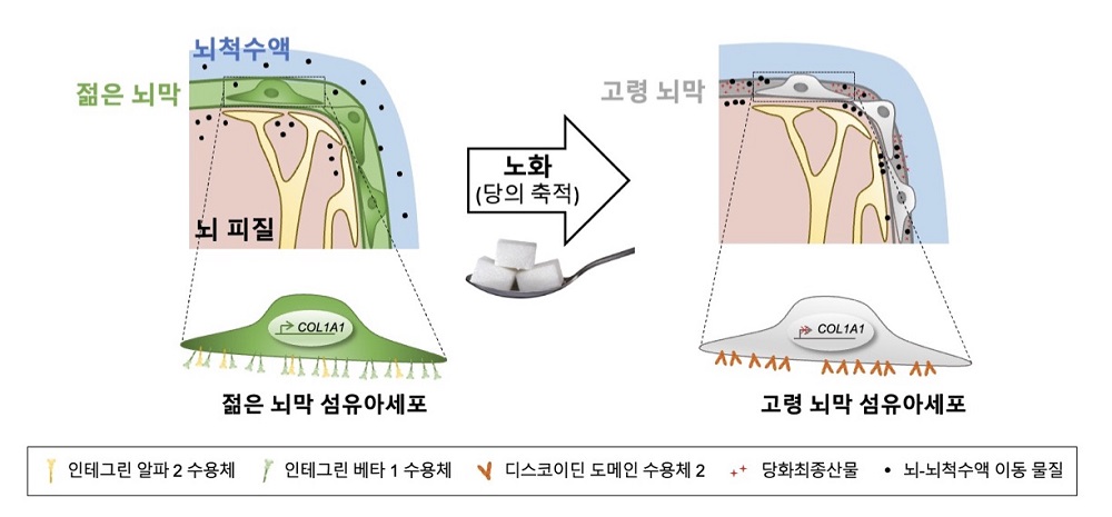 그림 1. 노화로 인한 뇌막 성질 변화 연구에 대한 대표 모식도