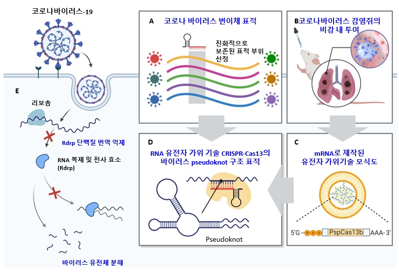 A, 코로나 바이러스 변이체에 적용가능한 유전자 가위 기술 CRISPR-Cas13의 표적 부위 선별. 진화적으로 보존된 부위를 컴퓨터 계산 및 서열 비교를 통해 선정함. B, 코로나 바이러스 감염쥐에서의 효과 확인을 위한 mRNA로 제작된 CRISPR-Cas13 기술의 비강 내 투여. 비강 내 투여를 통해 mRNA가 쥐의 폐기관으로 효과적으로 전달되는 것을 확인함. C, mRNA로 제작된 유전자 가위 기술 CRISPR-Cas13의 비강 내 전달을 위한 모식도. mRNA의 안정성을 위해 지질막으로 싸여진 기술을 이용하여 mRNA를 전달함. D, 세포에서 단백질로 발현된 유전자 가위 기술 CRISPR-Cas13의 코로나 바이러스 RNA 표적 및 코로나 바이러스의 pseudoknot 구조. 코로나 바이러스 변이체에서 진화적으로 보존되었으며 바이러스 복제에 필수적인 부위인 psuedoknot을 표적함으로써 효과적으로 바이러스 유전체를 분해 및 억제할 수 있었음. E, 코로나 바이러스-19의 생활사 및 RNA 유전자 가위 CRISPR-Cas13 기반의 코로나 바이러스 유전체 표적 전략을 통한 바이러스 유전체 분해 모식도. RNA 바이러스 복제에 필수적인 Rdrp (RNA 복제 및 전사 효소)를 표적함으로써 코로나 바이러스의 복제 및 전사를 막고 효과적인 바이러스 유전체를 분해 할 수 있음. 