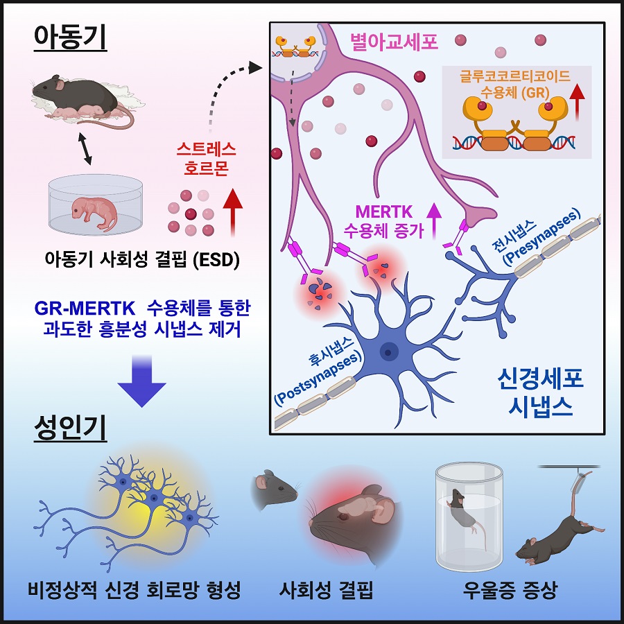 그림 2. 이뮤니티(IMMUNITY)에 게재된 연구 모식도. 아동기의 과도한 스트레스 호르몬 분비는 별아교세포의 글루코코르티코이드 수용체(GR)를 통해 MERTK 포식 수용체의 발현을 증가시켜 흥분성 시냅스를 과도하게 제거하게 함. 뇌 발달시기의 별아교세포에 의한 과도한 시냅스 제거는 영구적으로 뇌 회로 손상을 초래하여 성체 뇌에서 비정상적 신경 활성도 및 사회성 결핍, 우울증 증상과 같은 정신 질환 행동을 유발함.