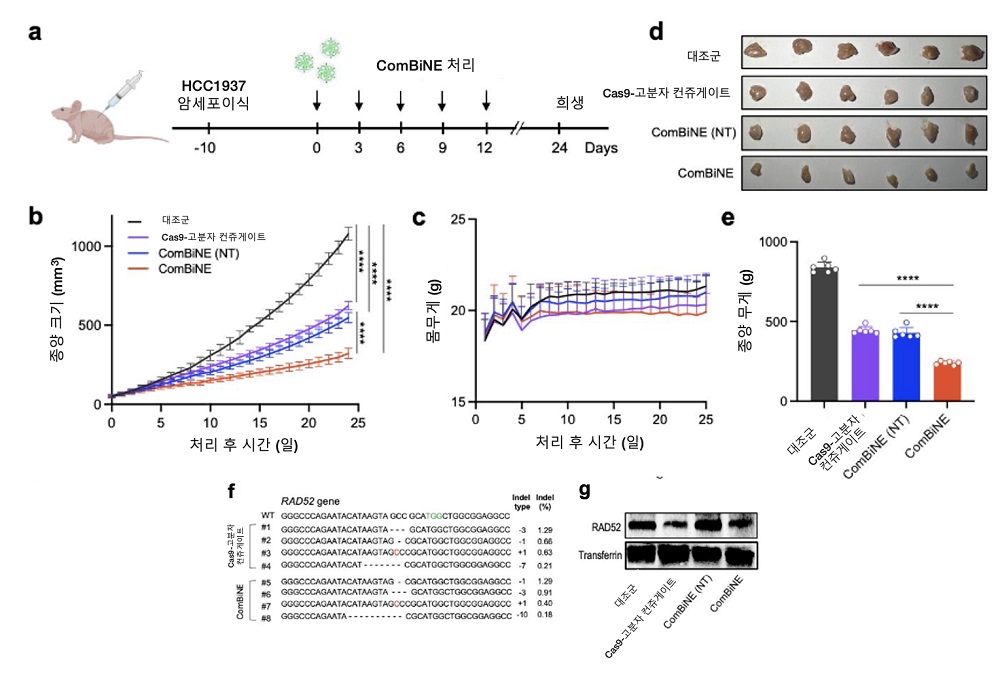 그림 2. 쥐의 유방암(HCC1937) 모델에서 ComBiNE에 의한 항암 효능 검증 실험 모식도 (a), ComBiNE의 쥐 투여 후 경과 일수에 따른 종양 크기 (b) 및 체중(c) 변화 관측 결과. 첫 번째 투여 후 24일째 종양의 무게 관측 (d,e). 표적 유전자 RAD52 교정 서열 및 효율(f), RAD52 단백질 발현 변화(g)
