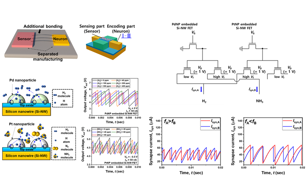 그림 1. palladium 및 platinum nanoparticle 코팅을 통한 가스에 반응성을 가지는 단일 뉴런 소자의 모습. 각각 수소와 암모니아 농도에 따라 뉴런의 스파이크 특성이 달라, 이것을 이용하여 혼합가스 구별이 가능함.