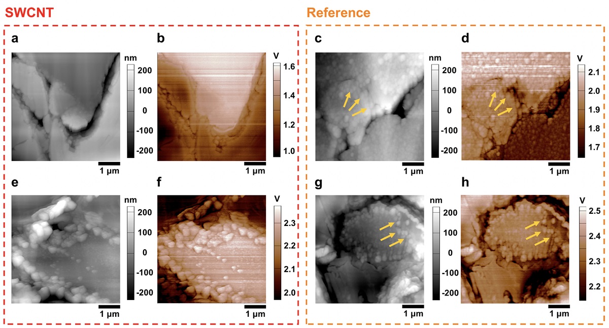 그림 2. 단일벽 탄소나노튜브가 첨가된 전극(SWCNT)과 첨가되지 않은 기준 전극(Reference) 간의 형상(a, c, e, g)과 표면전위(b, d, f, h) 영상 비교. 90회 충방전 싸이클 후, (a, b, c, d) 방전 및 (e, f, g, h) 충전 상태를 보여줌.