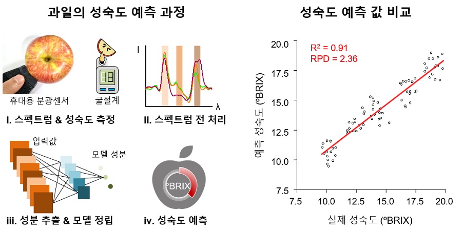 그림 4. (좌) 마이크로분광기로 측정한 과일의 반사 스펙트럼을 통한 성숙도 예측 과정. (우) 예측 성숙도와 실제 성숙도 간의 상관관계 비교.