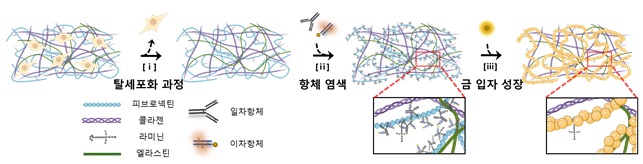 그림 1. 세포외 기질에 항체 유도 생체 형틀법을 적용하여 피브로넥틴 구조체를 모방한 금속 구조체 합성 방법