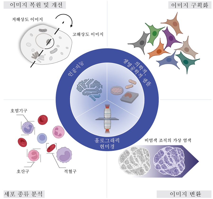 그림 1. 홀로그래픽 현미경과 인공지능을 결합하여 수행할 수 있는 다양한 의학적, 생명공학적 활용 방안. 홀로그래픽 이미지 복원과 해상도 개선, 측정된 결과의 구획화 및 세포의 종류 구분, 그리고 이미지 변환을 통한 세포 및 조직 내 가상 염색 영상 재생산을 수행함으로써 다양한 의학적, 생명공학적 연구의 효율을 높일 수 있다.