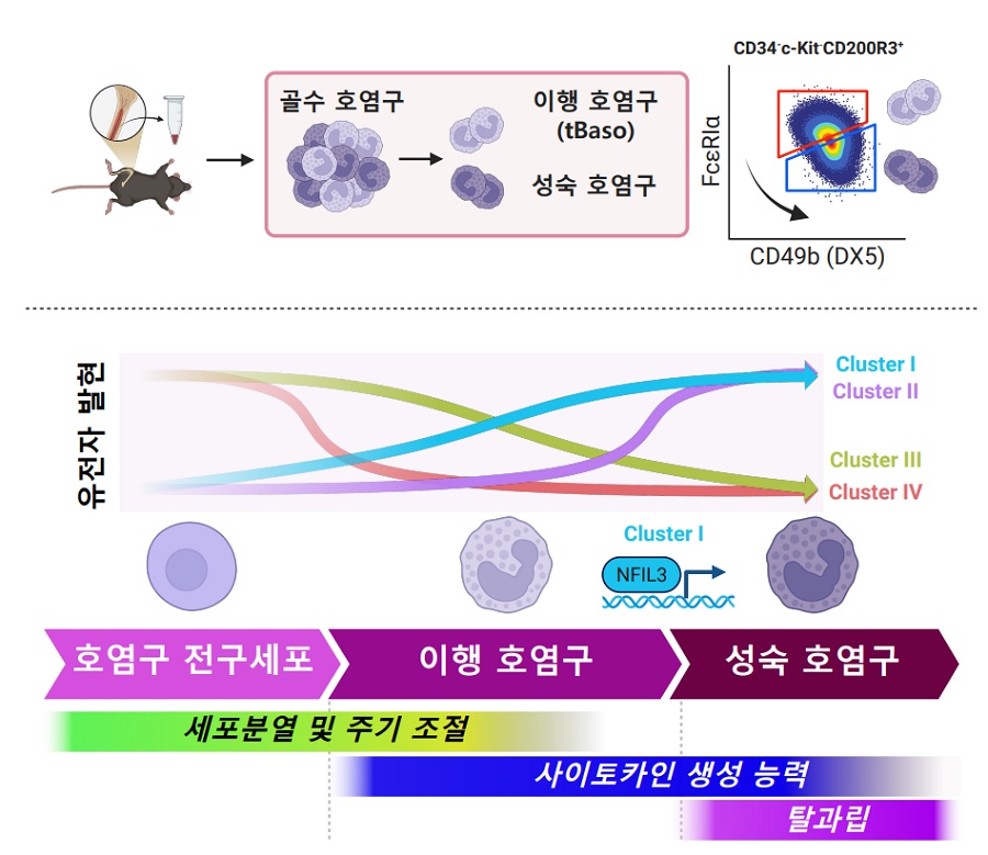 그림 1. 새로운 호염구 전구세포의 발견과 호염구의 분화 조절인자에 관한 연구 개요. 본 연구를 통하여 마우스 골수에서 호염구 전구세포, 이행 호염구를 거쳐 성숙 호염구로 분화가 진행됨을 밝혔으며, 분화단계에서 전사체의 발현 패턴을 4가지 그룹으로 나누고, 각 단계에서 보이는 유전자의 기능적 특성을 함께 밝혔음. 이로부터 NFIL3가 호염구의 고유 기능 획득에 중요한 전사인자임을 규명하였음 (BioRender를 활용하여 그림)