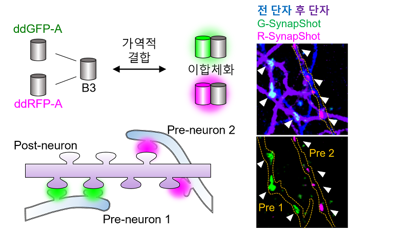 녹색-SynapShot과 적색-SynapShot을 동시에 활용하여 하나의 후 단자와 서로 다른 전 단자와의 시냅스를 구별하여 관찰함