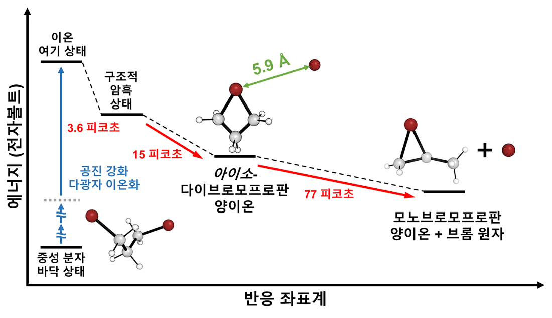 그림 3. 공진강화 다광자 이온화 과정에 따른 다이브로모프로판의 전반적인 구조 동역학. 실험을 통해 연구진은 처음에는 약 3.6 피코초 동안 아무런 구조적 변화가 관측되지 않음을 확인하였다. 이후, 15 피코초의 시간 상수를 가진 반응중간체인 아이소-다이브로모프로판 양이온이 형성된다. 마지막으로, 아이소-다이브로모프로판 양이온 내의 느슨하게 결합된 브롬 원자가 탈출하여 77 피코초의 시간 상수로 브로모늄 모노브로모프로판 양이온이 생성된다. 이러한 결과를 통해 고립된 이온이 안정화되는 과정을 직접적으로 관찰하였으며, 이때 나타난 최종 생성물이 유기반응 중간체로도 많이 알려진 브로모니움 형태를 가짐을 확인 할 수 있었다.