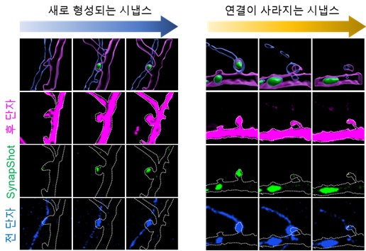 실제로 실험 쥐의 신경세포를 배양하여 시냅스 센서 (SynapShot)을 발현 시킨 후 시냅스 전 단자와 후 단자가 접했을 때 생성 되는 시냅스와 일정 시간 이후 사라지는 시냅스의 변화를 시냅스 센서 (SynapShot) 의 형광 변화를 통해 관찰한 현미경 사진