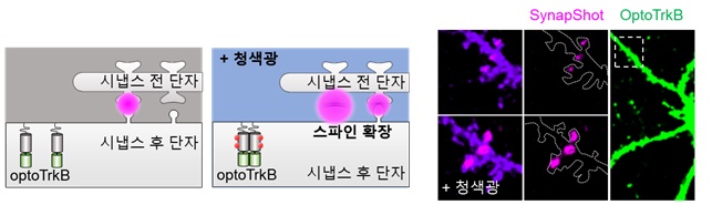 이합체 의존 형광단백질 (ddFP)은 녹색 형광 뿐만 아니라 적색 형광 단백질도 존재하며, 이를 이용 시 청색광 활성 광유전학 기술과 함께 적용이 가능함. 광유전학 기술로 청색광에 의해 Tropomyosin receptor kinase B (TrkB)를 활성시킨 후 뇌유래신경영양인자의 신호를 통한 시냅스 연결 강화를 적색-SynapShot로 관찰함