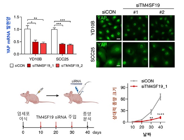 그림 2. TM4SF19 감소에 의한 YAP 발현 감소 및 종양 감소
