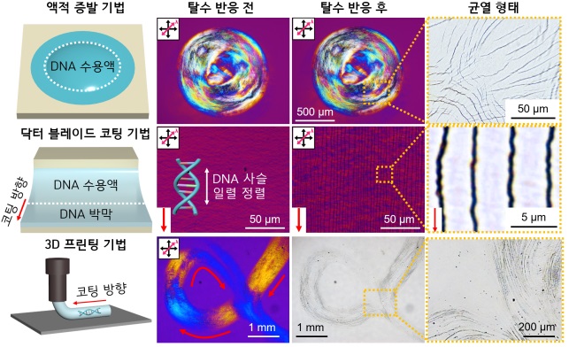 (그림 3) 코팅 및 프린팅 기법에 따른 박막 내 DNA 배향과 탈수 반응 후 박막 위 균열 형태