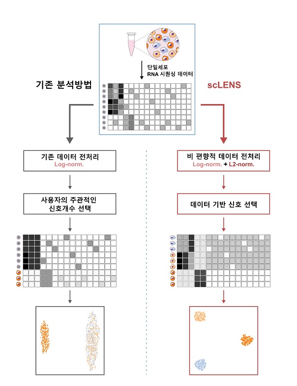 그림 1. scLENS 개요.  (왼쪽) 기존의 단일세포 전사체 분석 방법은 로그 정규화를 이용해 데이터 전처리를 하고 전처리된 데이터로 부터 사용자가 직접 임계값을 설정하여 신호와 노이즈를 구별해야한다. 이 과정에서 신호 왜곡이 발생하여 분석결과가 부정확해짐을 이번 연구에서 밝혀내었다.  (오른쪽) 연구진은 기존 로그 정규화에 L2 정규화를 통합하면 전처리 과정에서 신호 왜곡을 방지할 수 있음을 밝혔다. 나아가 랜덤 행렬 이론을 이용하여 사용자의 선택 없이 데이터에만 기반하여 신호와 노이즈를 구별하는 임계값을 설정하는 방법을 개발하였다. 덕분에 scLENS는 정확하고 자동화된 데이터 분석이 가능하다. 