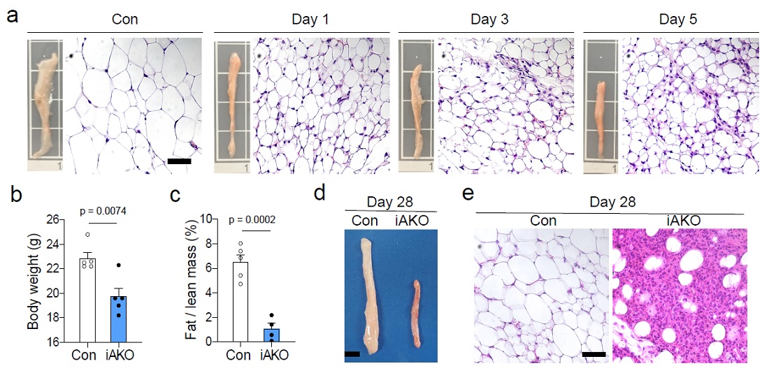 그림 1. 지방조직 특이적인 LATS1/2 결핍 생쥐를 통한 YAP/TAZ의 활성화가 지방조직의 크기에 끼치는 영향. 정상 생쥐(Con)와 유도성 LATS1/2 제거 생쥐(iAKO)에서 YAP/TAZ 활성 후 시간 경과에 따른 지방조직의 크기와 H&E 염색 조직사진 비교 (a). b-e. 유도적으로 LATS1/2를 지방조직에서 결손시킨 후 28일이 지난 생쥐의 몸무게 (b), 체지방율 (c), 지방조직 크기 (d) 그리고 H&E 염색 조직사진 비교 (e).
