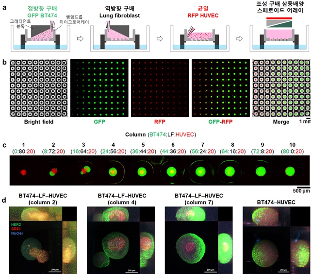 그림 2. 세포 조성이 다른 삼중배양 스페로이드 어레이의 고효율 제작