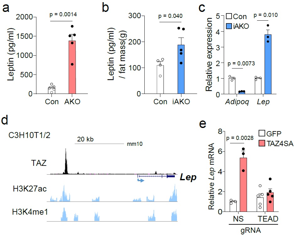 그림 2. 지방조직 특이적 LATS1/2 결핍 생쥐를 통한 YAP/TAZ의 렙틴 (Lep) 유전자 발현 조절 기능 규명. 정상 생쥐(Con)와 LATS1/2 제거 생쥐(AKO)의 혈중 렙틴의 농도 비교 (a). 유도성 LATS1/2 결손 생쥐 모델에서 지방조직 대비 렙틴의 혈중 농도 (b). 시험관 내 유도성 LATS1/2 결손 지방세포에서의 아디포넥틴과 렙틴 mRNA 발현 정도 비교 (c). C3H10T1/2 유래 지방세포에서 렙틴 유전자 서열 근처의 TAZ 결합 부위(d). C3H10T1/2 유래 지방세포에서 지속적인 TAZ의 활성화(TAZ4SA)가 대조군(GFP) 대비 렙틴의 mRNA 발현에 끼치는 영향 비교, 그리고 TAZ의 렙틴 유전자 서열 근처의 결합부위를 제거한 상태에서(TEAD) TAZ의 지속적인 활성화(TAZ4SA)가 렙틴의 mRNA 발현정도에 끼치는 영향 비교(e).
