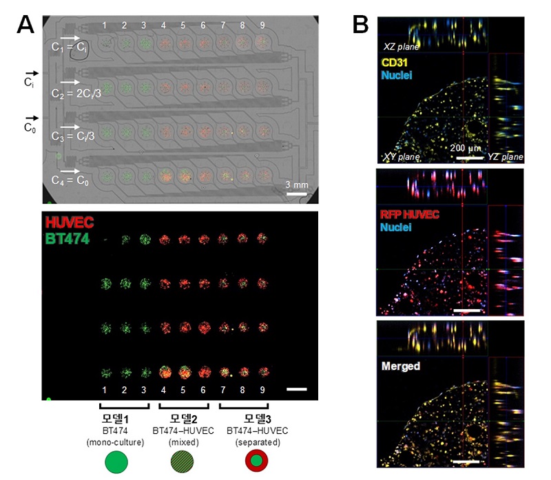 그림 2. 세 가지 조성으로 구성된 총 36개의 종양 모델이 형성된  랩온어칩 종양 모델
