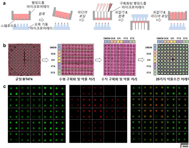 그림 3. 일괄 형성된 스페로이드 어레이의 구획화 및 순차적 다중 시약 처리