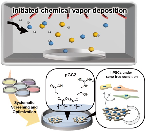 그림 1. 인간 전분화능줄기세포 Xeno-free, 장기 배양 플랫폼 제작 개요도 iCVD 고분자 공중합체 스크리닝 및 최적화를 통하여 인간 줄기 세포를 xeno-free 환경에서 장기 배양 가능한 줄기세포 배양 플랫폼을 개발하였다.