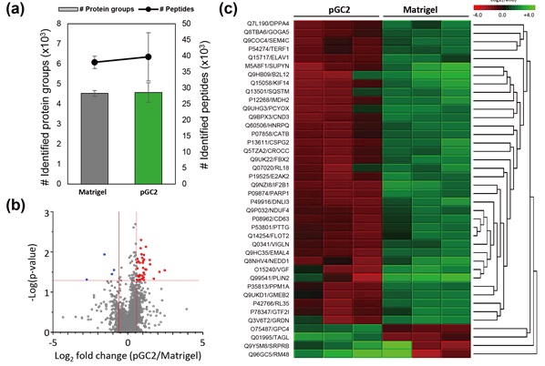 그림 3. 개발된 플랫폼에서 장기 배양 이후 단백질학 분석 a) 분석에서 식별된 단백질 및 펩타이드 수 b) 개발된 플랫폼과 매트리젤에서 각각 배양된 세포의 단백질 발현 정도 비교를 위한 화산 도표 c) 개발된 플랫폼과 매트리젤에서 각각 배양된 세포에서 차이를 보이는 단백질의 발현 정도 및 위계적 군집 분석