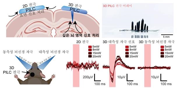 그림 3. 3D 전극 구조를 활용한 대측성 및 동측성 뇌 신경 자극 신호 수집 