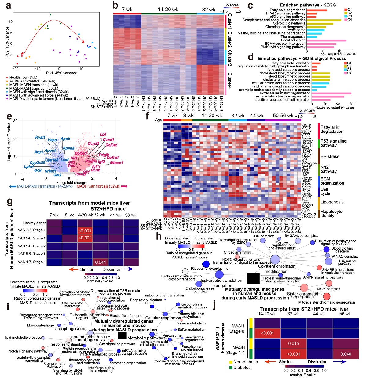 대사이상 지방간 질환 마우스 모델과 환자 간 전사체 비교 분석. 대사이상 지방간 질환 마우스 모델의 간 전사체를 주령 별로 분석한 결과, 지방대사 및 간 섬유화와 관련된 점진적인 변화를 확인함(a-f). 이는 마우스 모델과 비슷한 진행 정도를 보이는 대사이상 지방간 질환 환자들과 유사하였음(g). 또한 당뇨가 없는 환자들에 비해 당뇨를 동반하고 있는 대사이상 지방간 질환 환자들과 더 유사성을 보임(j).