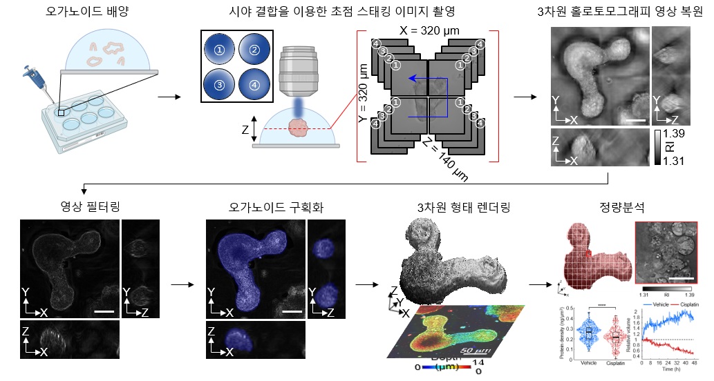 그림 1. 연구 흐름도. 홀로토모그래피를 이용하여 오가노이드의 3차원 형태 복원 및 정량적 분석을 할 수 있다. 본 연구팀에서는 현미경의 한계인 제한된 시야를 개선하기 위해 대면적 시야 결합 알고리즘을 활용하였으며 3차원 측정을 위해 다초점 홀로그램 영상을 획득하여 3차원 복원하였다. 이후 오가노이드를 구획화하여 분석에 필요한 부분을 나누고 굴절률에서 측정가능한 단백질 농도 및 오가노이드의 생존률을 정량적으로 평가하였다.