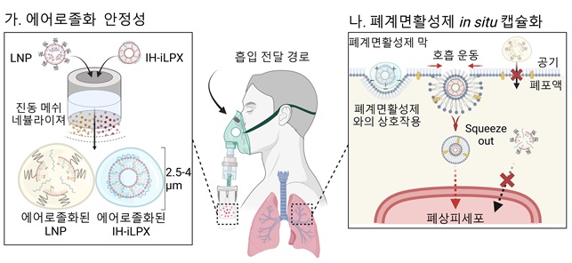 그림 1. 흡입 최적화 지질 나노 복합체의 mRNA 흡입 전달 전략 모식도