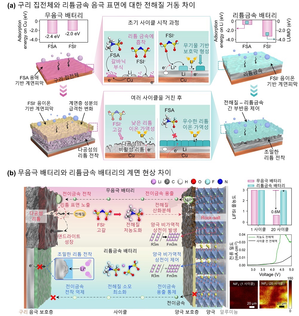 그림 1. (상단; a) 구리 집전체와 리튬금속 음극 표면에 대한 전해질 거동 차이, (하단; b) 무음극 배터리와 리튬금속배터리의 작동 메커니즘