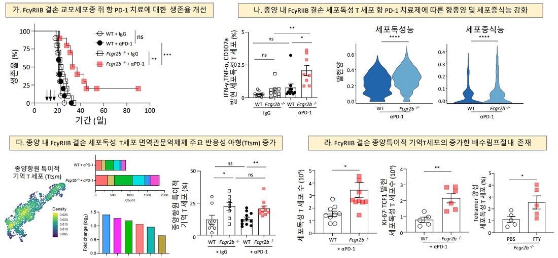 <그림 1> 억제성 Fc 감마수용체(FcγRIIB) 결손에 따른 교모세포종 뇌종양 실험 쥐의 항 PD-1 치료제 항종양 활성 증가에 따른 생존율 개선 연구결과 