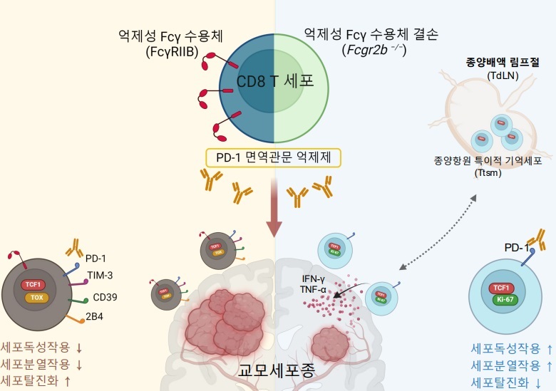 <그림 2> 억제성 Fc 감마 수용체(FcγRIIB) 결손에 따른 항 PD-1 치료제 효과가 교모세포종 뇌종양 면역반응 향상에 대한 개괄적 연구개요.  세포독성 T 세포의 억제성 Fc 감마 수용체(FcγRIIB) 결손 시 종양항원 특이적 기억 T 세포(Ttsm)의 증가가 확인된다. 또한 해당 T 세포 아형은 종양 배액 림프절 유래로 확인되고, 지속적인 종양 조직내 침투로 이어진다. 항 PD-1 치료는 종양항원 특이적 기억 T 세포를 통해 증가한 항종양 면역 반응으로 이어지고, 이는 종양세포 독성장용 그리고 세포분열의 증가와 감소한 세포 탈진화 지표로 확인된다. 최종적으로 증가한 세포독성 T세포 면역반응은 교모세포종 생존율 증가를 이끌게 된다.  