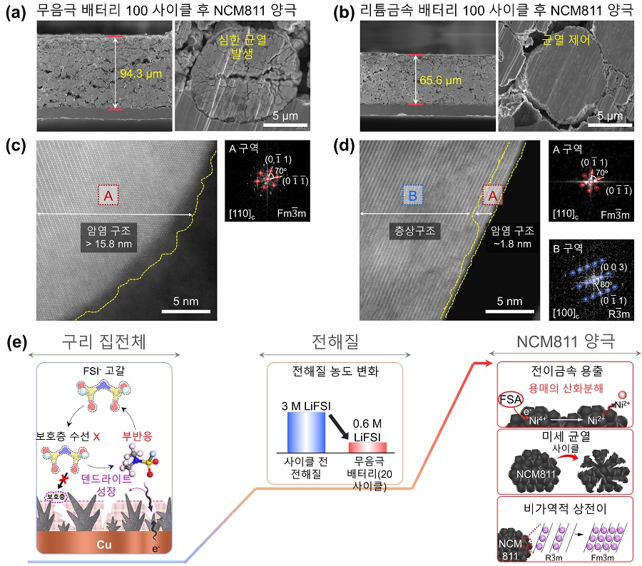 그림 4. (상단; a, b) 무음극 배터리와 리튬금속배터리의 100 사이클 후 NCM811 양극 단면 SEM 분석. a, 무음극 배터리, b, 리튬금속배터리. (중간; c, d) 무음극 배터리와 리튬금속배터리의 100 사이클 후 NCM811 양극 단면 SEM 분석. c, 무음극 배터리, d, 리튬금속배터리. (하단; e) FSI- 음이온 고갈 및 계면피막 분해로 인한 NCM811 양극의 교차 효과 (상단)의 무음극 배터리의 경우 전해질과 충전 상태의 양극 간의 부반응으로 인해 감소된 전극의 가역성으로 인하여 NCM811 양극 표면과 입자 내부에 심한 균열이 발생함. 반면 리튬금속배터리는 양극의 상전이가 가역적으로 지속되어 구조 열화가 제어되었기 때문에 균열 형성에 효과적으로 억제됨. (중단) 무음극 배터리의 경우 사이클 과정에서 NCM811 양극의 지속적인 비가역적 상전이 발생으로 인해 암염 구조가 두껍게 형성되며 열화된 모습을 나타내는 반면, 리튬금속배터리는 사이클 과정에서 상전이가 거의 발생하지 않음을 확인함. (하단) 구리 집전체 표면에 형성된 음극 계면 보호층의 안정성 저하가 지속적으로 전해질과 양극 구조에 열화를 유발하여, 무음극 배터리의 성능저하를 초래함. 