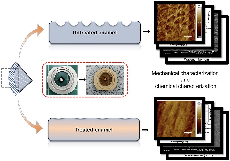 그림 1. 연구개요도. SDF 미처리 및 처리된 치아를 콜라에 노출시킨 후 시간에 따른 표면 형상 및 기계적 특성을 원자간력 현미경으로 분석함