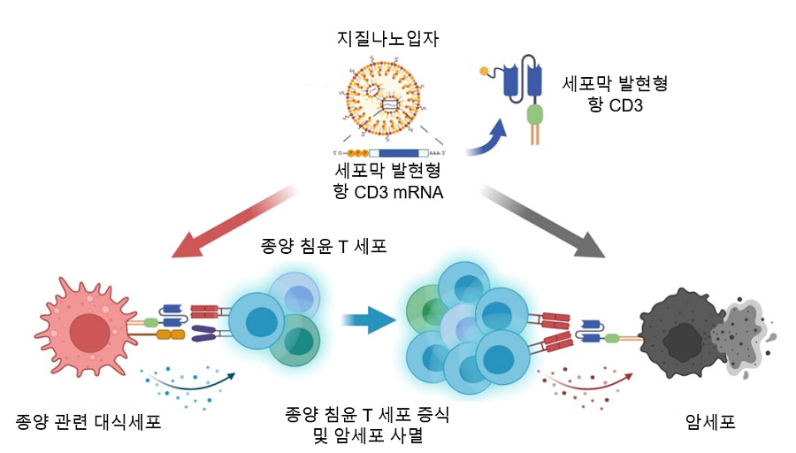 그림 1. 세포막 발현형 항 CD3 mRNA 지질나노입자를 통한 종양 침윤 T세포 증식 및 암세포 사멸 전략 모식도