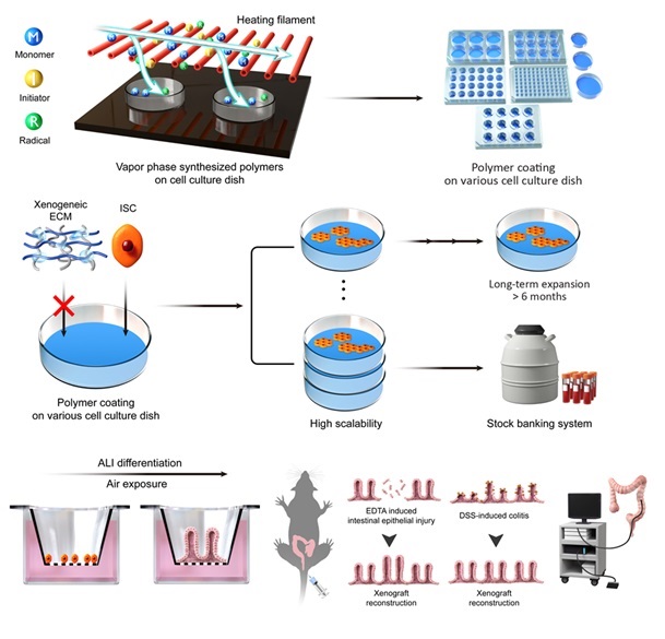 그림 1. 인간 장 줄기세포 Xenogeneic-free 배양 플랫폼 개발 및 특성 iCVD 고분자 합성 공정을 통해 인간 장 줄기세포를 xenogeneic-free 환경에서 배양 가능한 플랫폼을 개발하였다. 해당 플랫폼을 활용하면 장 줄기세포의 대량배양, 장기배양, 동결 보관은 물론, in vitro 분화 모델 및 in vivo 재생 이식도 가능하다