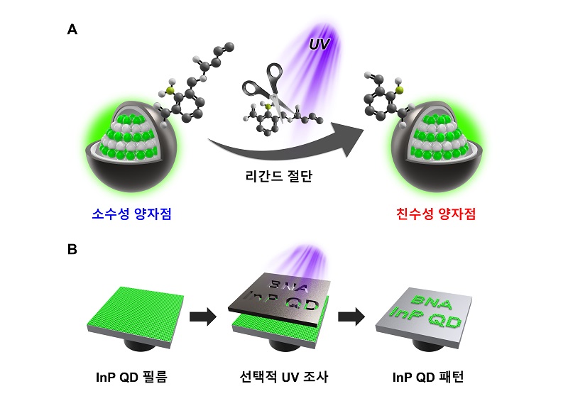 그림 1. (A) 빛에 의한 리간드 절단을 통한 양자점의 특성 변화. (B) 리간드 절단 기반 직접 광학 패터닝 개략도