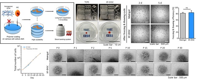 그림 2. 장 줄기세포 배양에 적합한 XF-DISC 개발 (장기배양 안정성, 대량배양 가능성, 세포은행 적용 가능성)