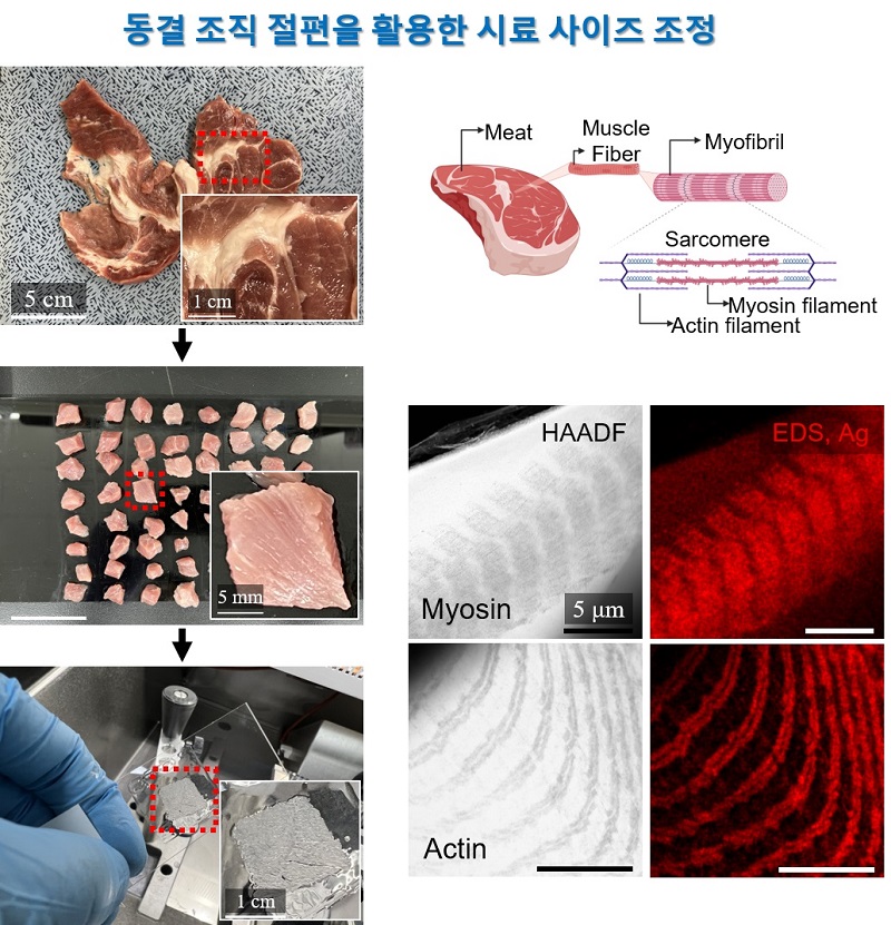 그림 3. 조직 수준에서의 CamBio를 통한 조정성 확보 방안. 근육 조직 내부 단백질을 활용하기 위해 동결 조직 절편 기술을 병합하고, 이를 통해 주기적인 나노입자 밴드 패턴을 가진 기판 제작에 성공하고, 나아가 시료의 대면적 획득과 가격 경쟁력을 가질 수 있음을 보인다.