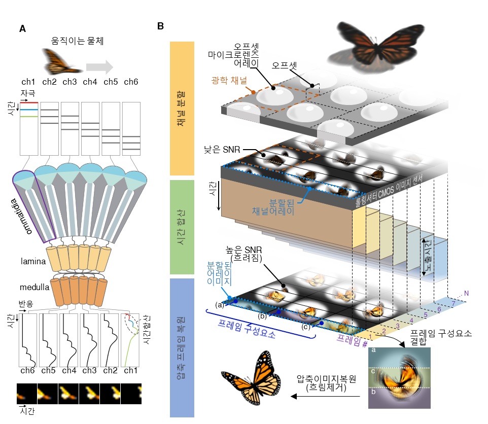 그림 1. (A) 빠른 눈을 가진 곤충의 시각 시스템. 빠르게 움직이는 물체에서 반사된 빛이 겹눈의 ommatidia를 따라 광수용체를 순차적으로 자극하며, 시각신호는 lamina와 medulla를 통해 병렬 처리된다. 어두운 환경에서는 시간합산으로 신호가 강화되어 높은 감도로 신호를 포착한다. (B) 생체모사 카메라의 고속·고감도 이미징 동작 원리. 롤링셔터 이미지 센서를 활용해 채널 분할 방식으로 여러 프레임을 동시에 획득하고, 시간 합산을 병렬적으로 수행하여 저조도 환경에서도 높은 속도와 감도를 구현한다. 또한, 압축 프레임 복원 기술을 적용해 프레임 간 중복 시간 정보를 제거하고 선명한 이미지를 복원함으로써 고속 촬영 중에도 우수한 영상 품질을 유지한다.