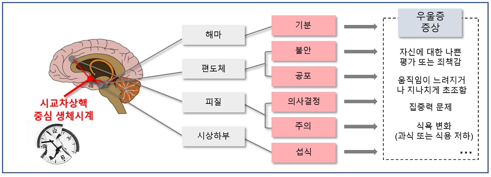 그림 2. 뇌 시상하부에 위치한 시교차상핵은 24시간 주기의 생리적 리듬을 조율하는 중심 생체시계로, 우리 몸의 일주기 리듬을 유지하는 데 핵심적인 역할을 한다. 이 생체시계의 위상이 교란되면 뇌의 여러 부위에 영향을 미치며, 이는 우울증과 같은 정신건강 문제를 유발할 수 있