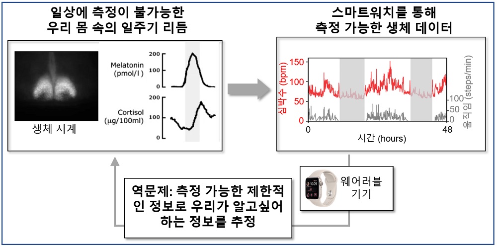 그림 3. 멜라토닌과 같은 일주기 호르몬 리듬은 심박수, 활동량 등 다양한 생리작용과 행동을 조절한다. 이러한 생리 및 행동 신호는 웨어러블 기기를 통해 일상생활에서 측정할 수 있다. 측정된 생체 신호를 기반으로 우리 몸의 일주기 리듬을 추정하기 위해서는, 역문제를 해결하는 수학적 알고리즘이 필요하다. 이러한 알고리즘은 생체 신호에서 숨겨진 생리적 패턴을 추출하여 일주기 리듬의 특성을 정확히 파악하는 데 핵심적인 역할을 한다.