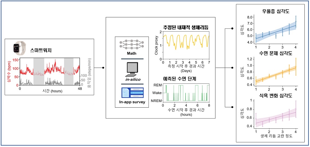 그림 4. 스마트워치로 수집된 생체 데이터를 기반으로 뇌 속 생체시계의 위상과 수면 단계를 추정하는 역문제 해결 수학적 알고리즘을 개발하였다. 이 알고리즘은 매일의 생체리듬 교란 정도를 추정할 수 있으며, 이 추정치는 우울증 증상을 예측할 수 있는 디지털 바이오마커로 활용될 수 있다.