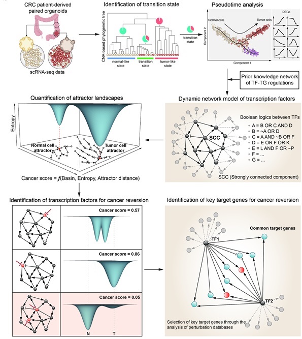 그림 1. 대장암세포의 단일세포 유전자 발현 데이터로부터 유전자 네트워크를 자동 구축하고 컴퓨터 시뮬레이션 분석을 통해 암 가역화 분자스위치를 발굴하는 기술 개발의 전체 개념도. 조광현 교수 연구팀은 대장의 정상세포로부터 암세포로 변화되는 순간을 분석해 핵심 유전자 네트워크의 컴퓨터 모델을 추론해 자동 구축하는 기술을 정립하고 끌개 지형 분석(attractor landscape analysis)을 통하여 암세포 가역화를 유도하는 분자스위치 발굴 기술을 개발했다. 