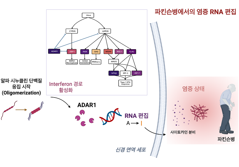 그림1.파킨슨병에서의 염증 RNA 편집 모델 도식