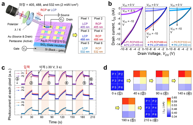 2 × 3 ChiropS 배열에서의 6채널 광 시냅스 작동 시연. a) L-시스테인 기반 Ag2S CFQDs(Chiral Ferromagnetic Quantum Dots)로 구성된 2 × 3 시냅스 배열의 소자 구조 개략도. 여섯 개 개별 소자는 각각 왼원편광, 오른원편광 및 세 가지 파장(405, 488, 532 nm)의 빛에 대응하는 여섯 채널에 할당되었다. b) 여섯 가지 조명 조건 하에서 다양한 게이트 전압에 따른 드레인 출력 전류. c) 여섯 채널에서 네 번의 프로그램/삭제(P/E) 사이클 동안의 동적 P/E 시연 결과. d) 여섯 시점(초기 삭제 상태, 네 번의 프로그래밍 상태, 최종 삭제 상태)에서의 각 시냅스에 걸린 전류를 색으로 표현한 히트맵 사진. 