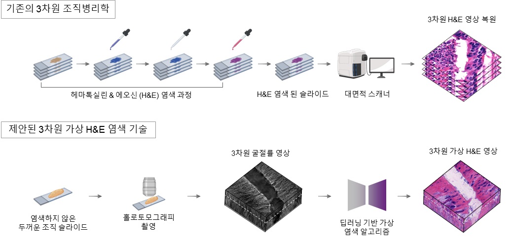 그림 1. 기존 3차원 조직 병리학 절차와 본 연구에서 제안한 3차원 가상 H&E 염색 기술의 비교. 기존 방식은 수십 장의 조직 슬라이드 제작 및 염색이 필요하지만, 제안된 기술은 최대 10배까지 슬라이드 수를 줄이고 염색 과정 없이 빠르게 H&E 영상을 생성할 수 있다.