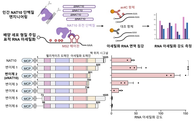 그림 1. NAT10 단백질 엔지니어링을 통한 고활성 변이체 eNAT10 개발 인간 세포 내에서 RNA 아세틸화를 수행하는 NAT10 단백질을 도메인과 구조에 기반해 엔지니어링해 야생형 효소에 비해 RNA 아세틸화 활성이 약 3배 증가한 eNAT10을 개발함