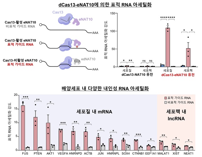 그림 2. dCas13-eNAT10 퓨전 단백질을 이용한 세포 내 다양한 RNA의 아세틸화 가이드 RNA를 통해 특정 RNA를 정밀하게 표적할 수 있는 CRISPR-Cas13 시스템을 이용, dCas13-eNAT10 퓨전 단백질을 제작해 세포 내 다양한 위치에서 여러 내인성 RNA를 특이적으로 아세틸화할 수 있음을 보임.