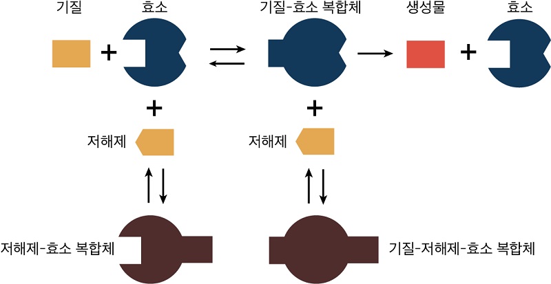 그림 2. 저해제의 메커니즘. 저해제는 효소나 기질-효소 복합체에 저해제가 결합해 생성물의 생성을 지연하거나 억제한다