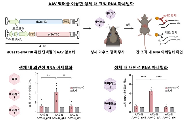 그림 3. 표적 RNA 아세틸화 시스템의 생체 내 전달 유전자 치료에 많이 이용되는 AAV 벡터에 표적 RNA 아세틸화 시스템을 암호화하고, 성체 마우스의 정맥을 통해 전달해 간 조직에서 표적 RNA가 가이드 RNA에 따라 특이적으로 아세틸화됨을 보임.